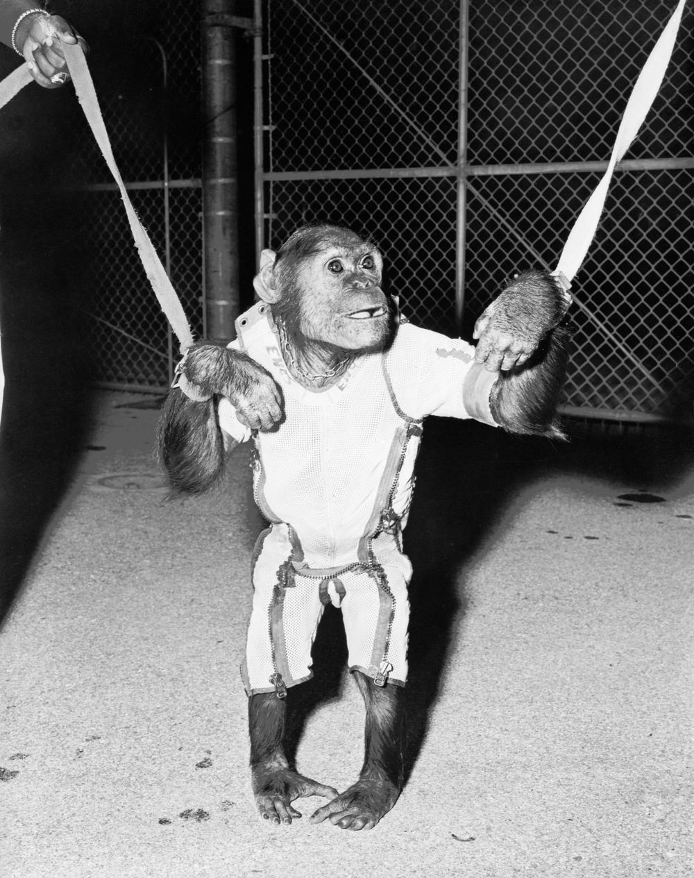 Enos the chimpanzee in his flight couch