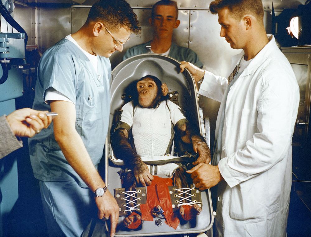 Ham the chimpanzee after his Mercury flight