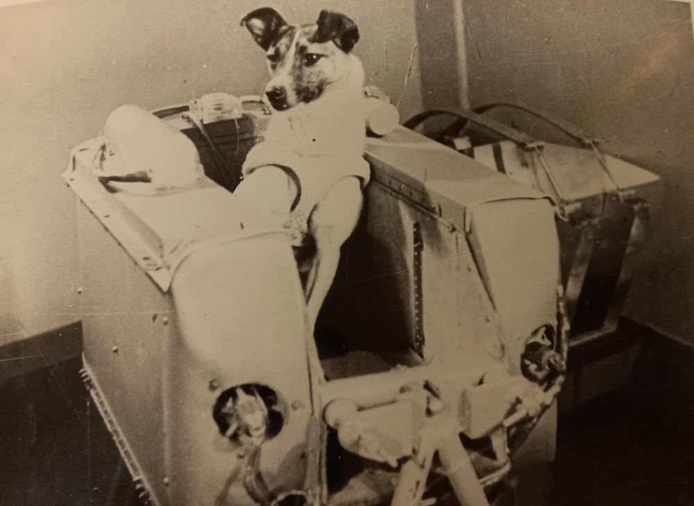 Laika, the small dog sent aboard Sputnik 2